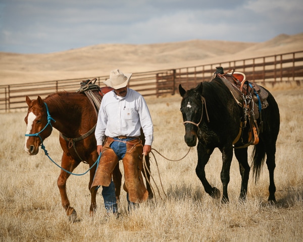 Image of Cowboy and two horses