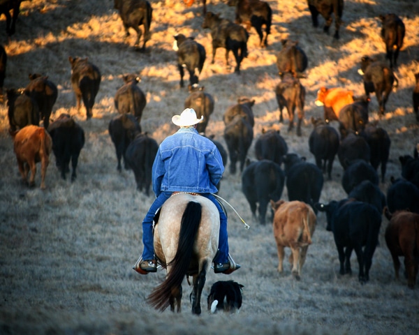 Cowboy on horse herding cattle