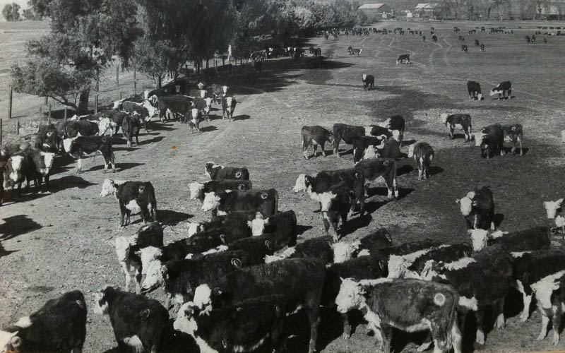 A large herd of cattle.