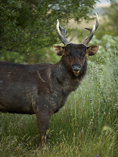A sambar deer with large antlers looks directly at the camera, while standing among lush green foliage.