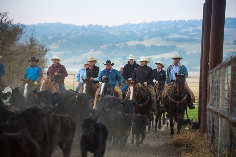 A group of many Hearst Ranch cowboys, herding cattle.
