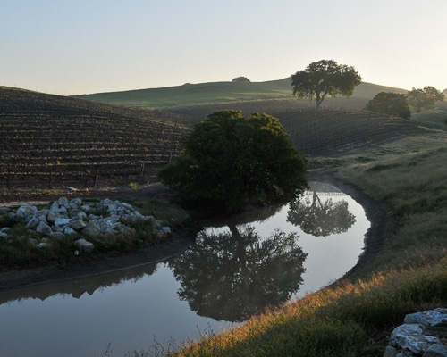 The Saunders Vineyard, showing a river with a tree on it's bank, and rows of grapevines on a hill.