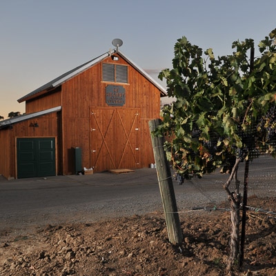 A grapevine in the foreground with the Hearst Ranch Winery barn in the background.