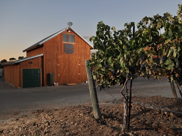 A grapevine in the foreground with the Hearst Ranch Winery barn in the background.