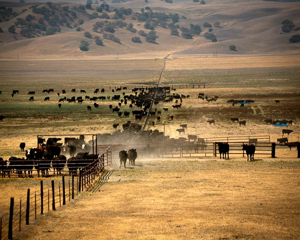 A large heard of livestock are in the field of the Jack Ranch.