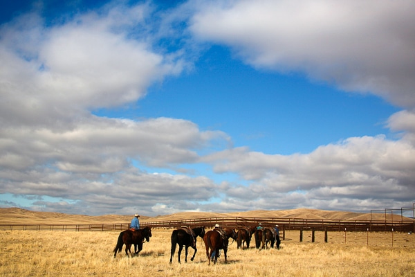 Cowboys and horses in a golden field at the Jack Ranch.