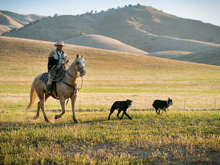 A cowboy rides horseback with two herding dogs running ahead.