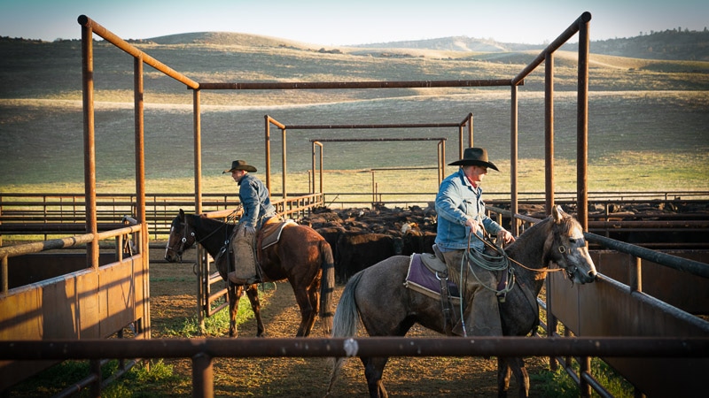 Two cowboys on horses inside a corral with many cattle.