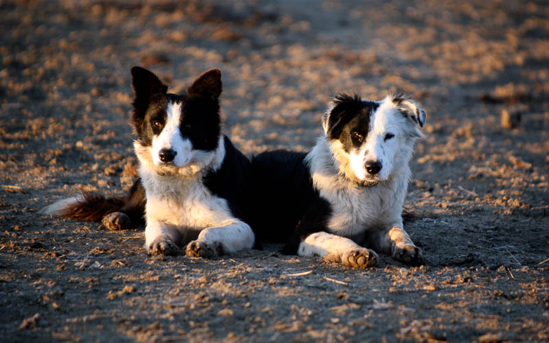 Two black and white herding dogs lie side by side.