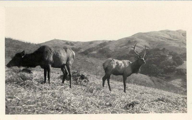 Two deer standing on the hills of Hearst Ranch.