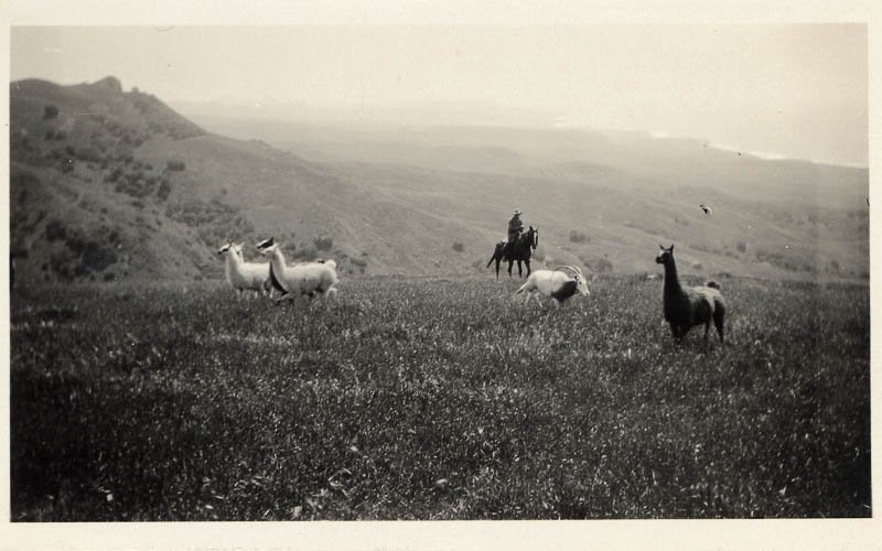 Llamas in a field with a cowboy on a horse.