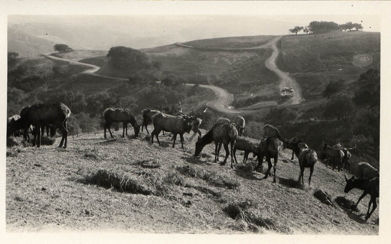 A heard of cattle on the hills in Hearst Ranch.