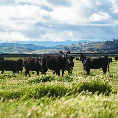 Black cows in a lush green field, with solar panels behind them.