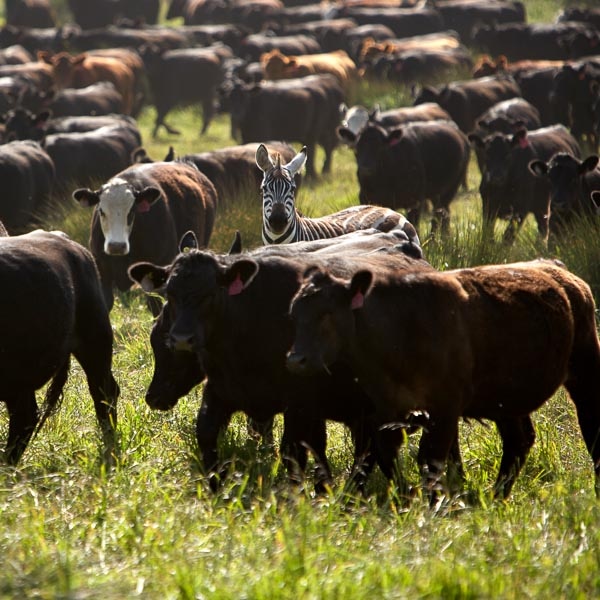 A lone zebra stands among a large herd of cattle.