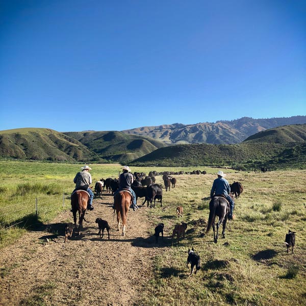 Cowboys riding horseback with many herding dogs, herding a large group of cattle through the hills of Hearst Ranch.