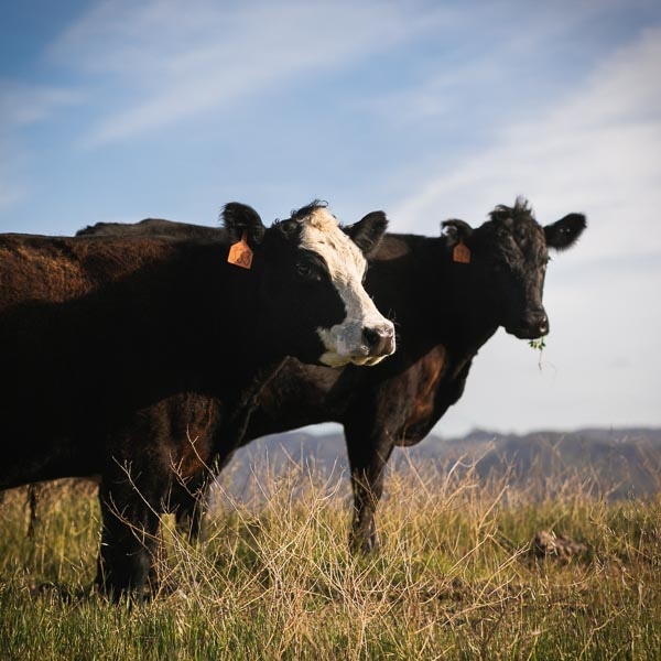 A Hereford and Angus cow stand side by side in the grass of Hearst Ranch.