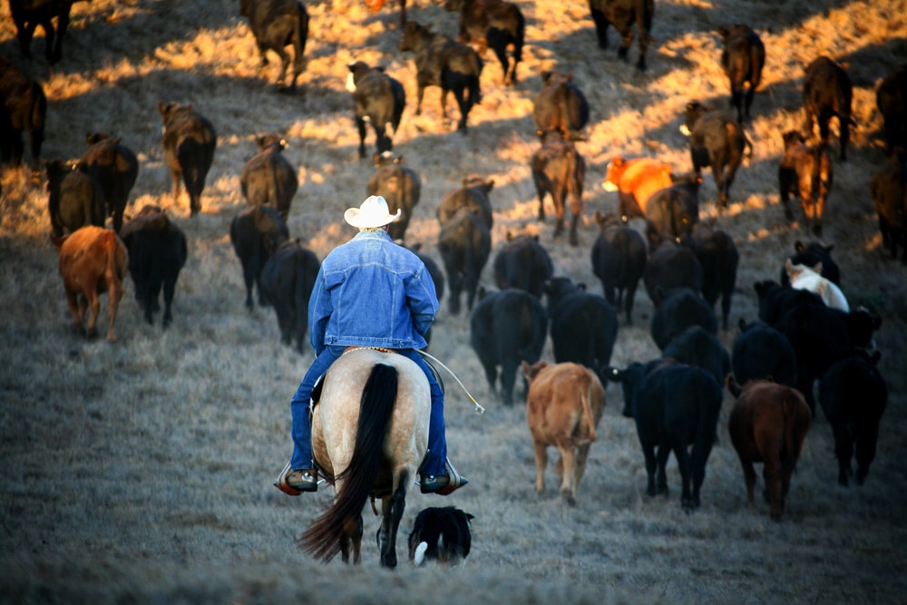 Cowboy on horse herding cattle