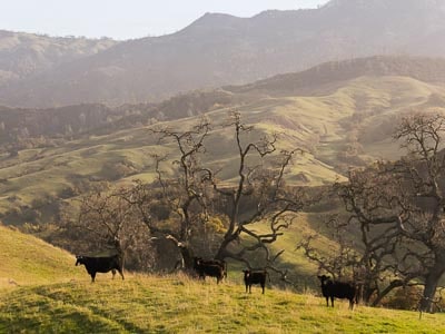 Green hills and mountains of the Hearst Ranch. There are five black cows in the foreground.