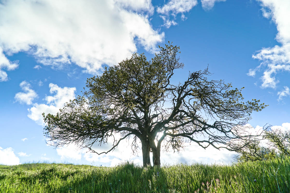 Two oak trees in a field of green grass, with the sun shining through them from behind.