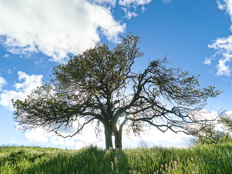 Two oak trees in a field of green grass, with the sun shining through them from behind.