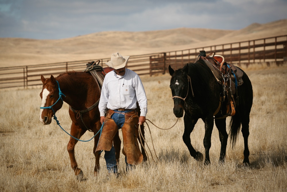 Image of Cowboy and two horses