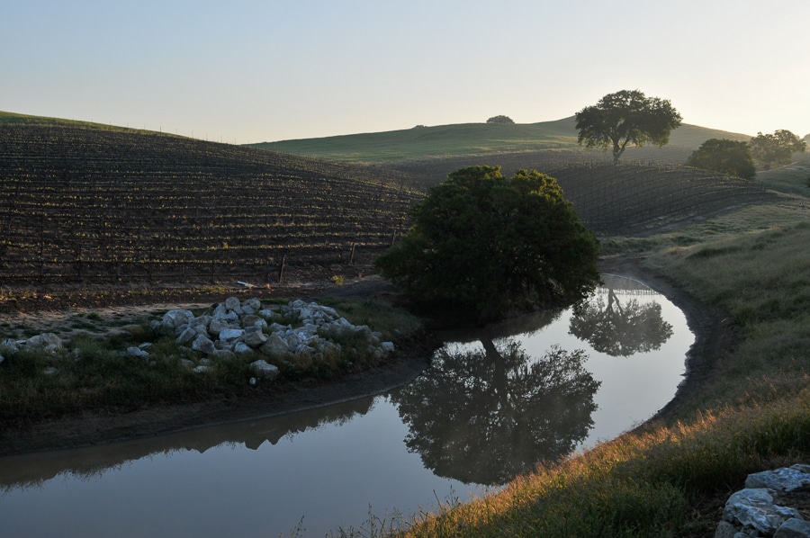 The Saunders Vineyard, showing a river with a tree on it's bank, and rows of grapevines on a hill.