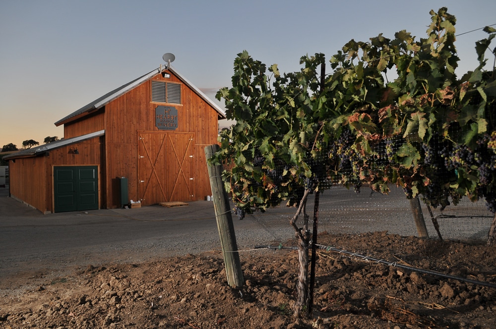 A grapevine in the foreground with the Hearst Ranch Winery barn in the background.