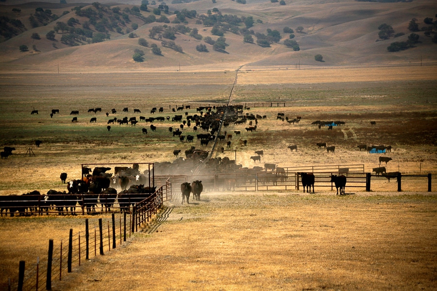 A large heard of livestock are in the field of the Jack Ranch.