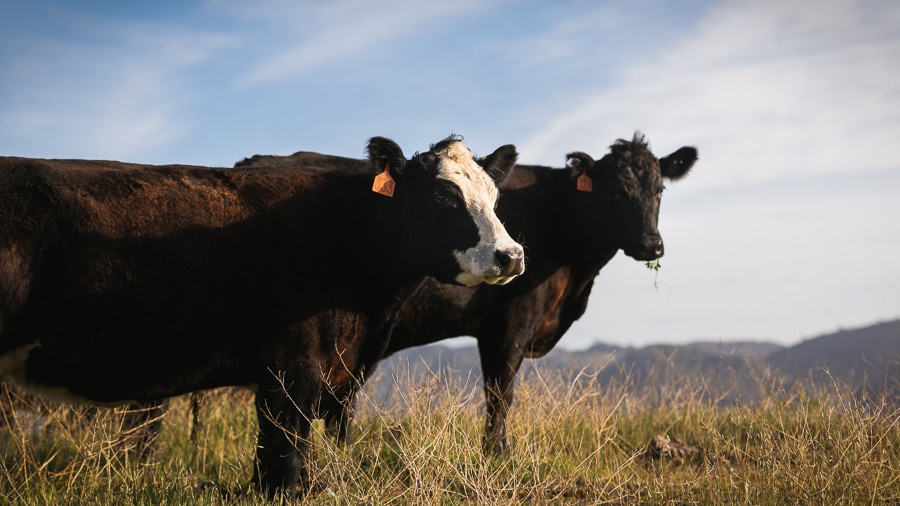 A Hereford and Angus cow stand side by side in the grass of Hearst Ranch.