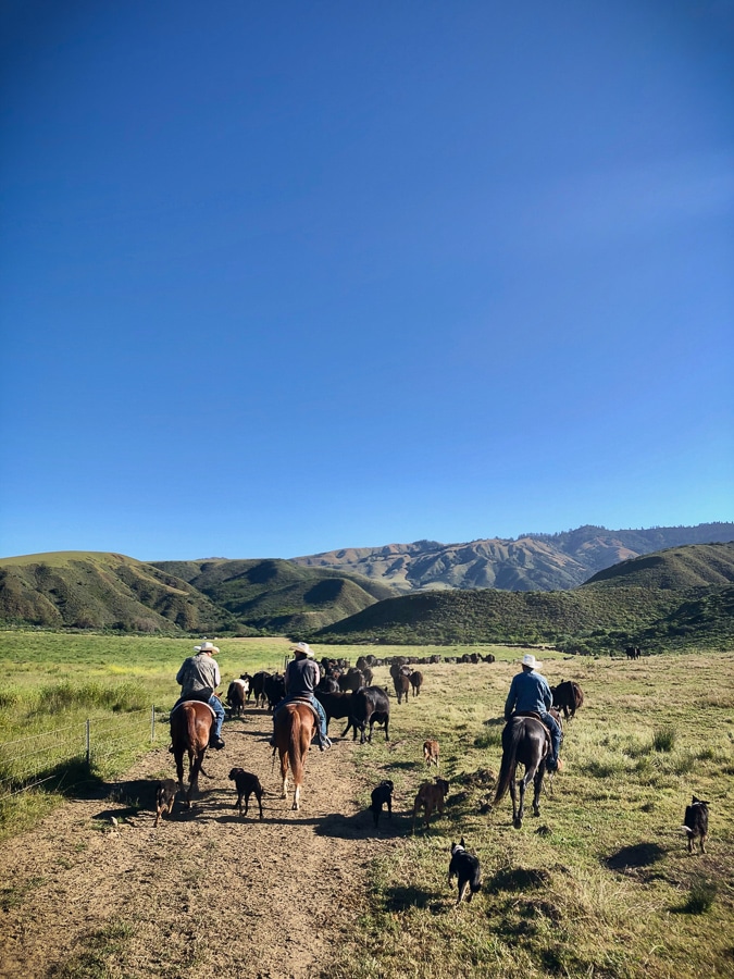 Cowboys riding horseback with many herding dogs, herding a large group of cattle through the hills of Hearst Ranch.