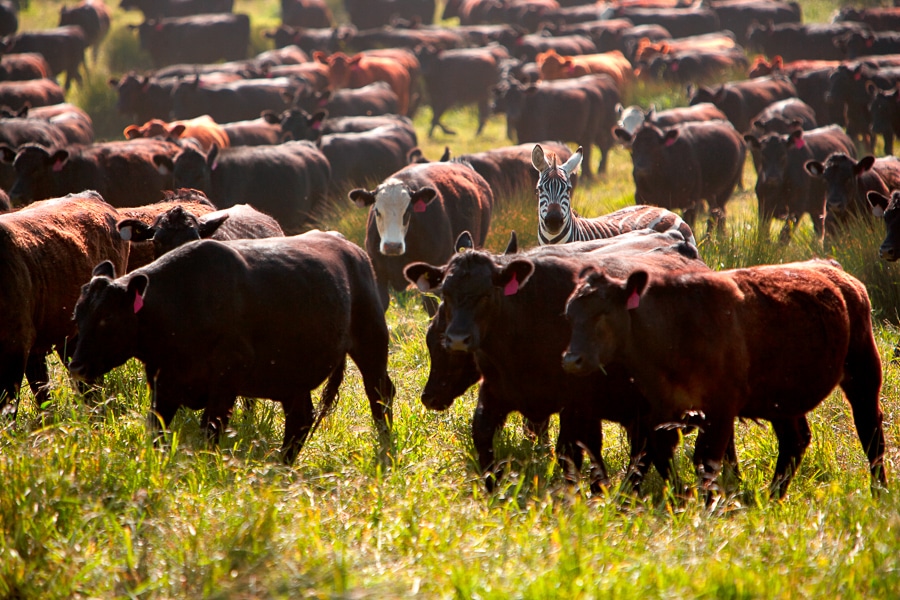 Hearst Ranch Free Range Grass Fed And Grass Finished Beef