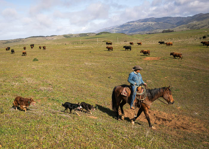 A cowboy rides horseback with herding dogs trailing behind him, and bulls in the field.