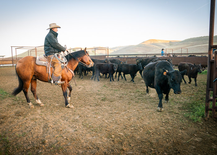 A cowboy rides horseback, herding cattle into a corral.