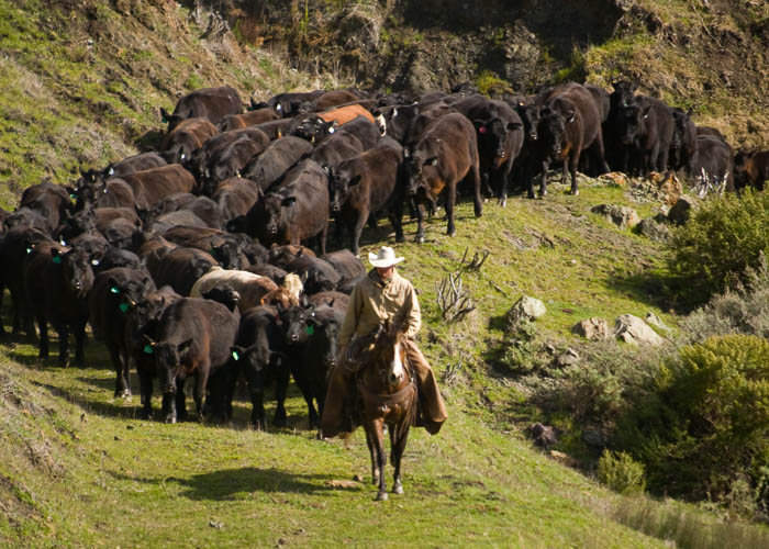 A cowboy leads a herd of cattle down a hill.