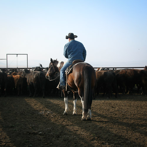 A lone Hearst Ranch cowboy rides a horse and herds cattle.