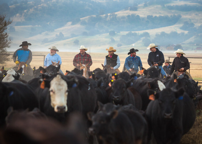 A group of many Hearst Ranch cowboys, herding cattle.