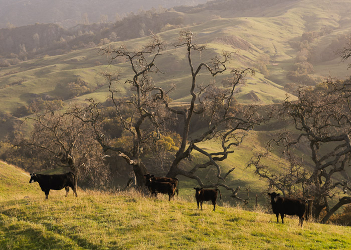 Green hills and mountains of the Hearst Ranch. There are five black cows in the foreground.