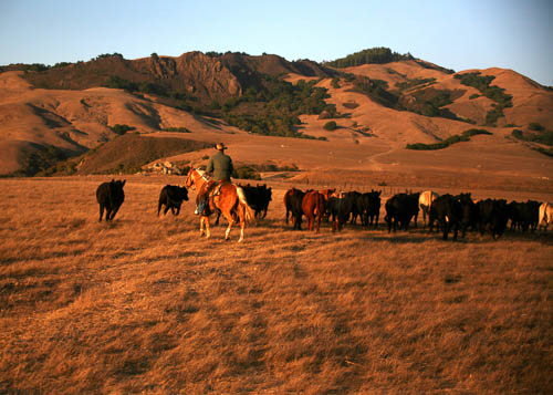 A cowboy riding horseback herds cattle in the golden hills of Hearst Ranch.