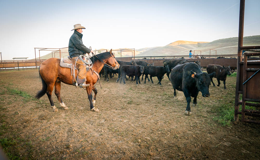 A cowboy rides horseback, herding cattle into a corral.