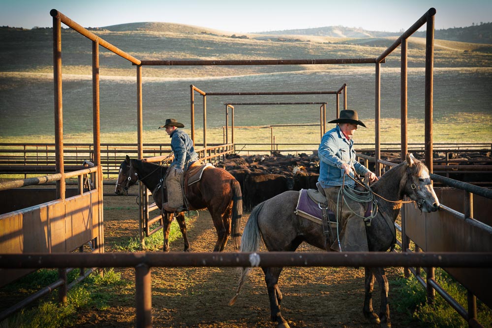 Two cowboys on horses inside a corral with many cattle.