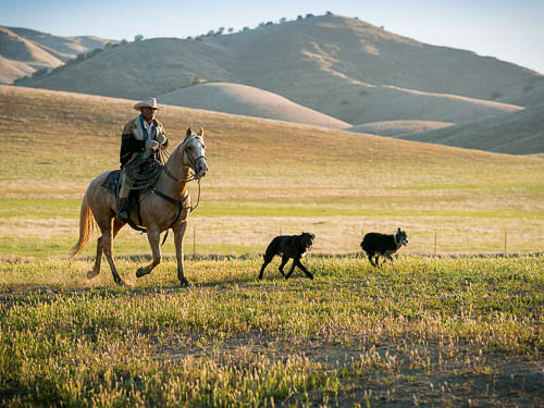 A cowboy rides horseback with two herding dogs running ahead.