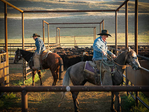 Two cowboys on horses inside a corral with many cattle.
