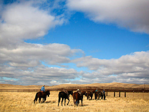 Cowboys and horses in a golden field at the Jack Ranch.