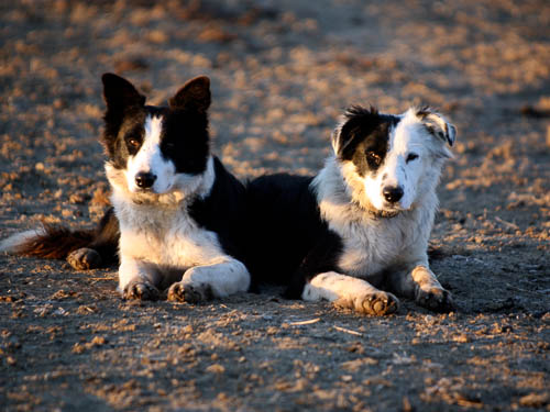 Two black and white herding dogs lie side by side.