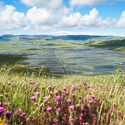 A large array of solar panels in a valley, with pink wildflowers in the foreground.