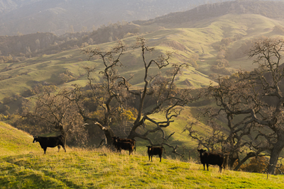 Green hills and mountains of the Hearst Ranch. There are five black cows in the foreground.