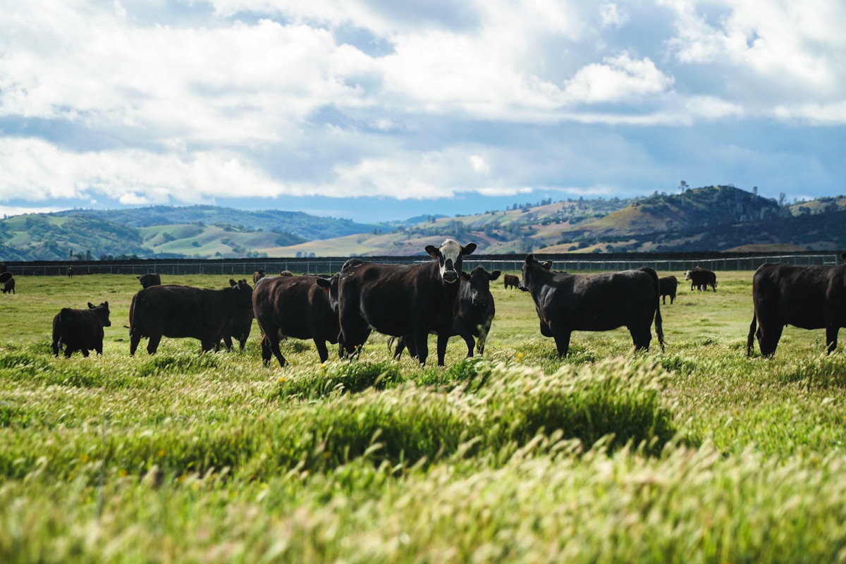 Black cows in a lush green field, with solar panels behind them.