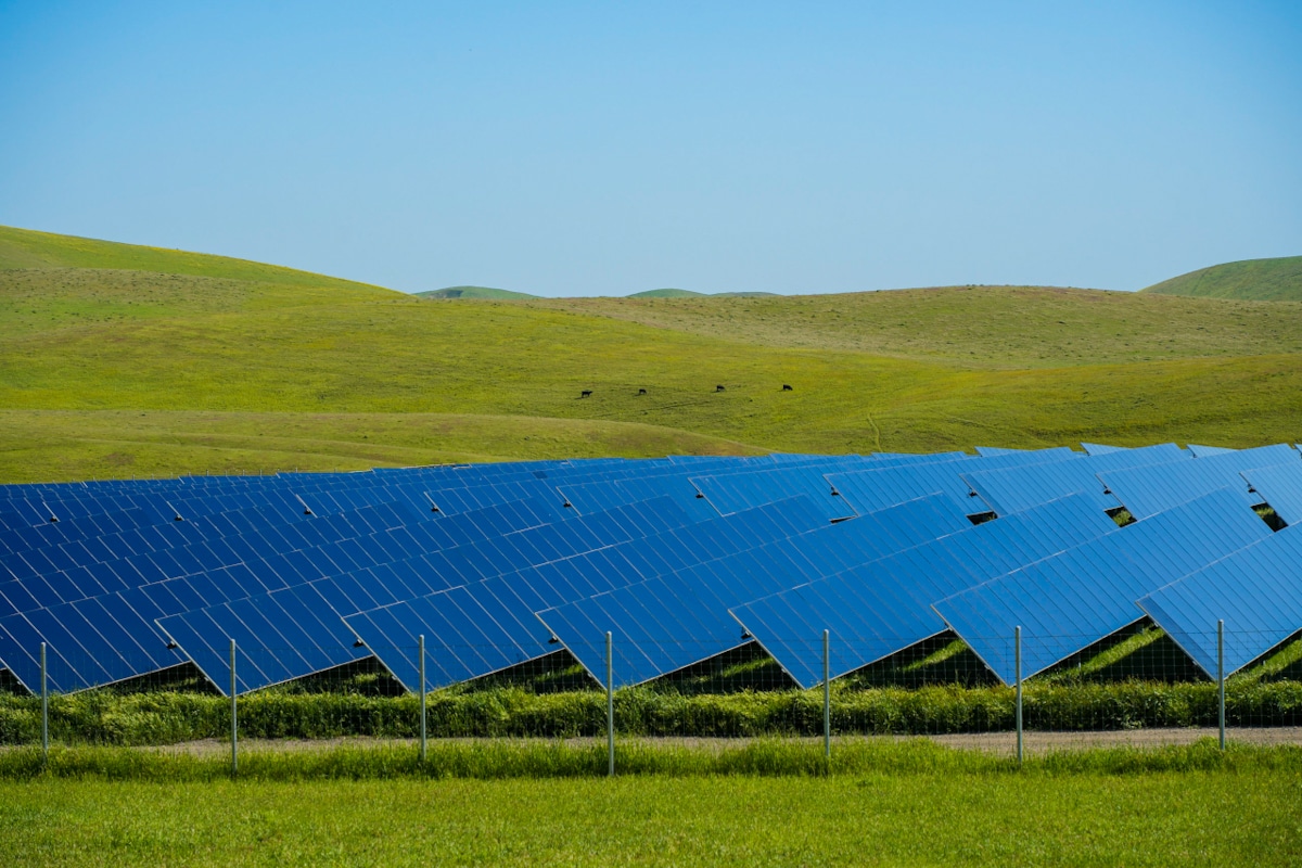 An array of solar panels among lush green hills. There are four black cows in the background on a hill.