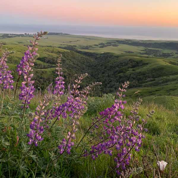 Purple wildflowers, with green hills and the ocean at sunset.