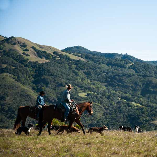 Two cowboys riding horseback in the hills of Hearst Ranch, with many herding dogs running around.